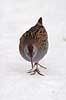 Vandrikse. Vandrikse s�ger f�de i sneen og isen ved Utterslev Mose Rallus aquaticus Utterslev Mose / Sj�lland   fugle Vandrikser, Vandh�ns, Rallidae, Tranefugle, Gruiformes