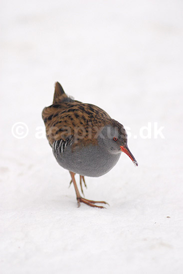 Vandrikse. Vandrikse s�ger f�de i sneen og isen ved Utterslev Mose; Rallus aquaticus; Utterslev Mose / Sj�lland; ; ; fugle; Vandrikser, Vandh�ns, Rallidae, Tranefugle, Gruiformes