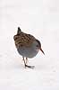 Vandrikse. Vandrikse s�ger f�de i sneen og isen ved Utterslev Mose Rallus aquaticus Utterslev Mose / Sj�lland   fugle Vandrikser, Vandh�ns, Rallidae, Tranefugle, Gruiformes