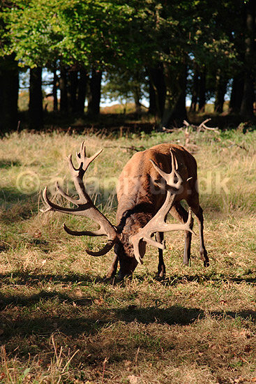 Kronhjort. Kronhjort s�ger agern under egetr�; Cervus elaphus, Cervidae; J�gersborg Dyrehave / Sj�lland; ; ; pattedyr; Hjorte, kronhjorte, Cervidae, Parrett�ede hovdyr, Artiodactyla