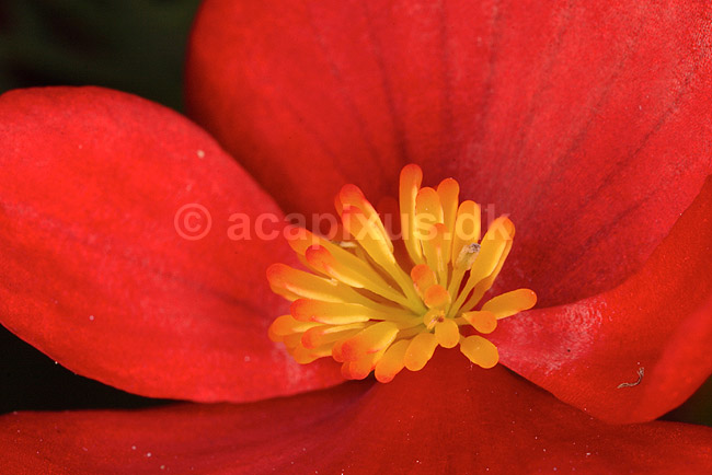 Begonie. St�vdragere i blomsten af sommerbegonie; Begonia semperflorens; ; ; ; planter; blomster, Begonie-familien, Begoniaceae, altankasseblomster