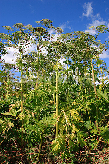Bj�rneklo. Skov af K�mpe Bj�rneklo ; Heracleum mantegazzianum; Sj�lland; ; ; planter; sk�rmplanter, sk�rmplante, Apiaceae, Umbilliferae, Sk�rmblomster, Araliales