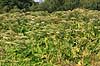 Bj�rneklo. Skov af K�mpe Bj�rneklo  Heracleum mantegazzianum Sj�lland   planter sk�rmplanter, sk�rmplante, Apiaceae, Umbilliferae, Sk�rmblomster, Araliales