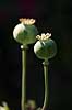 Valmue. Fr�kapsel af afblomstret valmue Papaver somniferum    planter blomster, birkes, Papaveraceae, Papaverales, valmuer