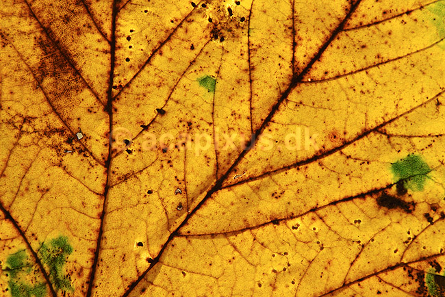 Bladribber. Bladribber i efter�rsblad af ahorn; Acer pseudoplatanus; ; ; ; planter; tr�er, efter�r, L�n-familien, Aceraceae, l�vfald