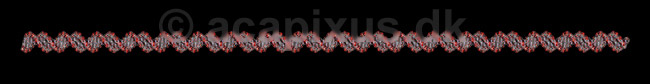 DNA. Deoxyribo Nucleic Acid, DNA molekyle model; ; ; ; ; ; genetik, gener, arvemateriale, genetisk, GMO, videnskab, gensplejsning