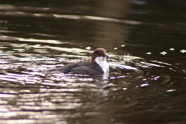Vandst�r. Vandst�r sv�mmende i vandoverfladen; Cinclus cinclus; J�gersborg Hegn / Nordsj�lland; Danmark; ; fugle; vandst�re, Cinclidae, Spurvefugle, Passeriformes