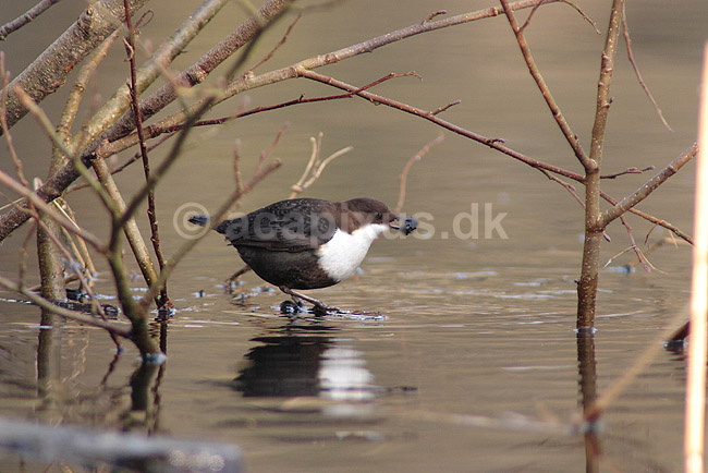 Vandst�r. Vandst�r med insektlarve; Cinclus cinclus; J�gersborg Hegn / Nordsj�lland; Danmark; ; fugle; vandst�re, Cinclidae, Spurvefugle, Passeriformes