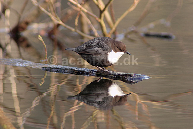 Vandst�r; Cinclus cinclus; J�gersborg Hegn / Nordsj�lland; Danmark; ; fugle; vandst�re, Cinclidae, Spurvefugle, Passeriformes