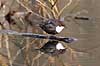  Cinclus cinclus J�gersborg Hegn / Nordsj�lland Denmark  birds 