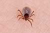  Ixodes ricinus Klint Denmark  spiders 