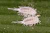  Pseudococcus longispinus �lstykke Denmark  insects 