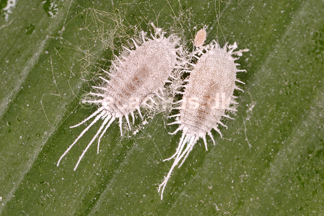 Uldlus. Langfrynset uldlus; Pseudococcus longispinus; �lstykke; Danmark; ; insekter; Skjoldlus, Coccoidea, Homoptera