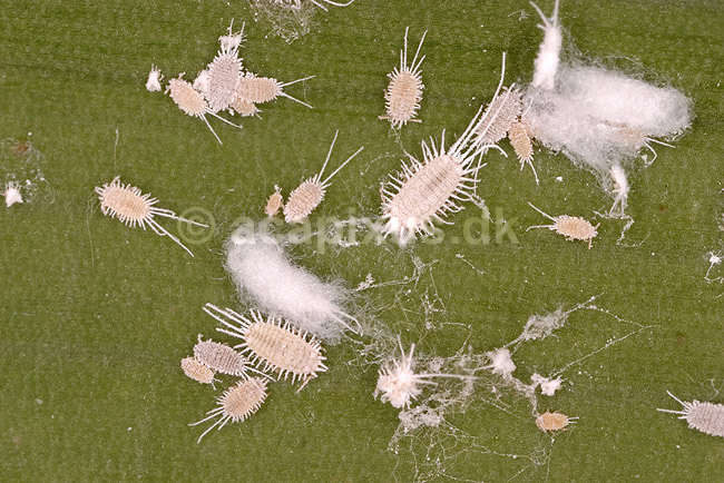 Uldlus. Langfrynset uldlus; Pseudococcus longispinus; �lstykke; Danmark; ; insekter; Skjoldlus, Coccoidea, Homoptera