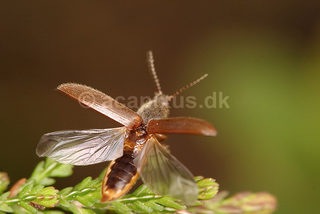Smelder. Smelder med udsl�ede vinger klar til at lette fra blad; Athous haemorrhoidalis; ; ; ; insekter; Smeldere, Elatridae, Biller, Coleoptera, flyvning