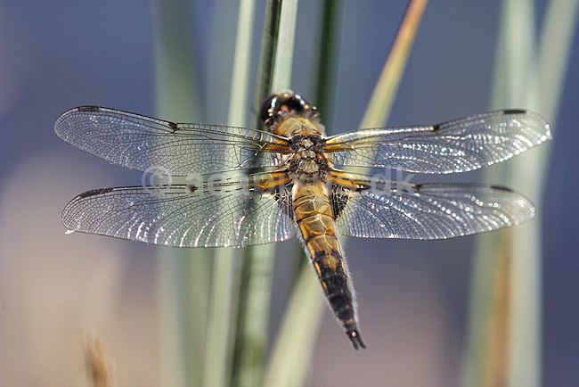 Vandrelibel. Vandrelibel p� udkig efter bytte p� sivblade; Libellula quadrimaculata; H�kens�s; Sverige; ; insekter; Libellulidae, Egentlige guldsmede, Anisoptera, Odonata, guldsmed, libeller, libel