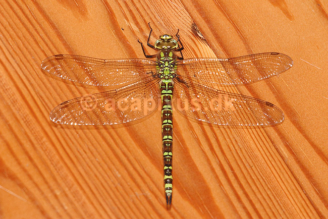 Guldsmed. Stor Bl� Guldsmed under loftet i sommerhus; Aeschna cyanea; Klint; Danmark; ; insekter; Aeschnidae, Egentlige guldsmede, Anisoptera, Odonata, guldsmed