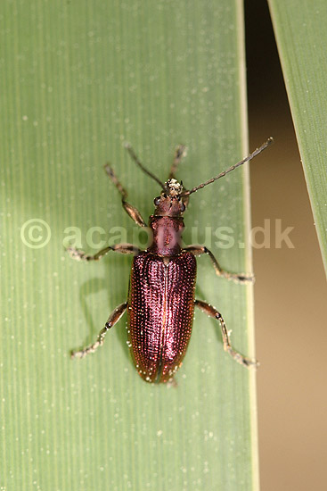 Sivbuk. Sivbuk p� sivblad; Donacia vulgaris; H�kens�s; Sverige; ; insekter; Bladbiller, bladbille, Chrysomelidae, Biller, bille, Coleoptera