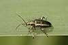  Donacia vulgaris H�kens�s Sweden  insects 
