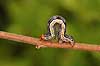   Tisvilde Denmark  insects 