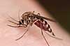 Stikmyg. Stikmyg suger blod p� arm Culicidae H�kens�s Sverige  insekter Tovinger, Diptera, myg, blodsugere, sommer