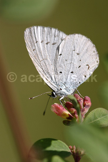 Mosebl�fugl. Mosebl�fugl, skovbl�fugl; Celastrina argiolus; Klint; Danmark; ; insekter; Bl�fugle, Lycaenidae, Sommerfugle, Lepidoptera