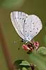  Celastrina argiolus Klint Denmark  insects 