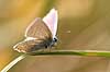  Polyommatus icarus Klint Denmark  insects 