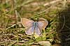  Plebejus idas Klint Denmark  insects 