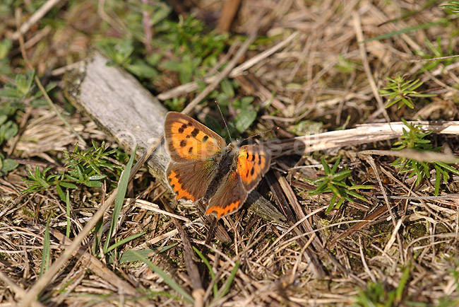 Ildfugl. Lille Ildfugl; Lycaena phlaeas; Klint; Danmark; ; insekter; Ildfugle, Lycaenidae, Sommerfugle, Lepidoptera