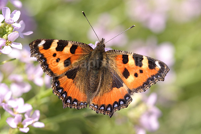 N�ldenstakvinge. N�ldens Takvinge; Aglais urticae; Klint; Danmark; ; insekter; Takvinge-familien, Nymphalidae, Sommerfugle, Lepidoptera