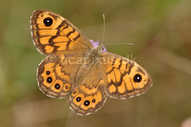 Vejrand�je. Vejrand�je, hun; Lasiommata megera; Klint; Danmark; ; insekter; Takvinge-familien, Nymphalidae, Sommerfugle, Lepidoptera