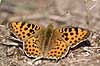  Issoria lathonia Klint Denmark  insects 