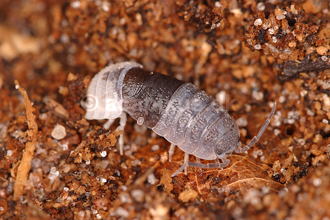 B�nkebider. B�nkebider der er ved at skifte skelet; Porcellio scaber; Klint; Danmark; ; krebsdyr; B�nkebidere, Oniscoidea, Isopoder, Isopoda, Crustacea