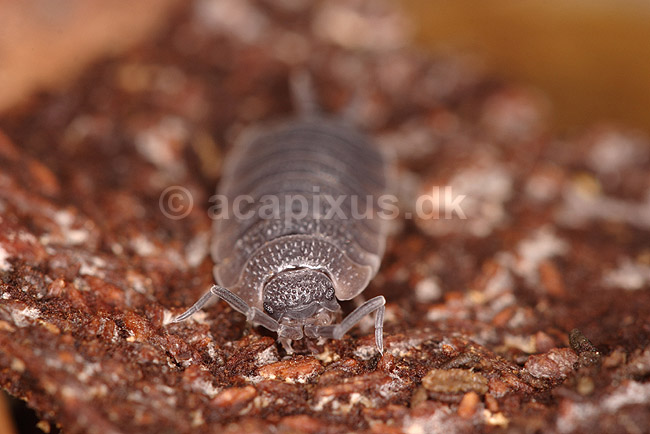 B�nkebider. B�nkebider der er ved at skifte skelet; Porcellio scaber; Klint; Danmark; ; krebsdyr; B�nkebidere, Oniscoidea, Isopoder, Isopoda, Crustacea