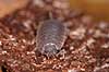 B�nkebider. B�nkebider der er ved at skifte skelet Porcellio scaber Klint Danmark  krebsdyr B�nkebidere, Oniscoidea, Isopoder, Isopoda, Crustacea