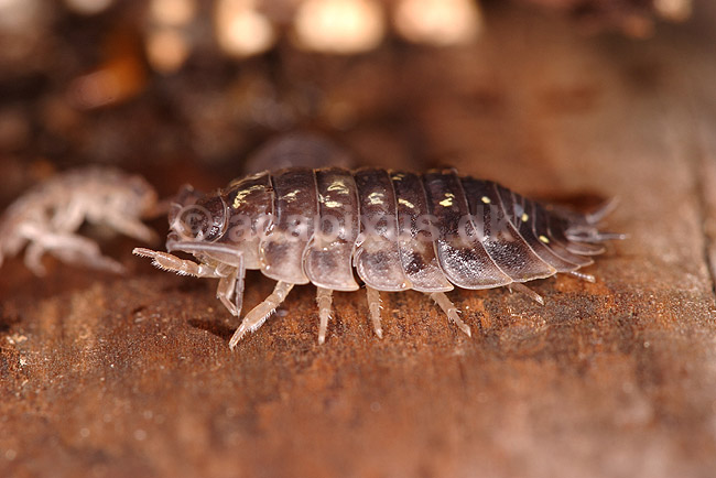 Murb�nkebider; Oniscus asellus; Klint; Danmark; ; krebsdyr; B�nkebidere, Oniscoidea, Isopoder, Isopoda, Crustacea