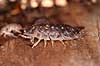Murb�nkebider Oniscus asellus Klint Danmark  krebsdyr B�nkebidere, Oniscoidea, Isopoder, Isopoda, Crustacea