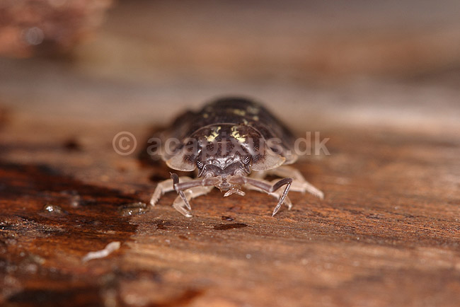 Murb�nkebider; Oniscus asellus; Klint; Danmark; ; krebsdyr; B�nkebidere, Oniscoidea, Isopoder, Isopoda, Crustacea