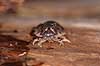 Murb�nkebider Oniscus asellus Klint Danmark  krebsdyr B�nkebidere, Oniscoidea, Isopoder, Isopoda, Crustacea