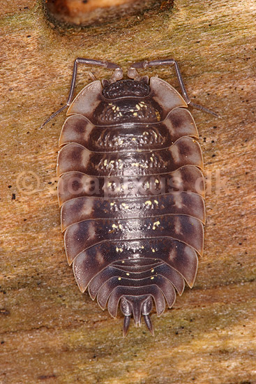 Murb�nkebider; Oniscus asellus; Klint; Danmark; ; krebsdyr; B�nkebidere, Oniscoidea, Isopoder, Isopoda, Crustacea