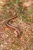  Anguis fragilis B�llemosen   reptiles 