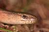  Anguis fragilis B�llemosen   reptiles 