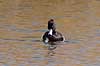  Aythya fuligula Utterslev Mose / Sj�lland   birds 