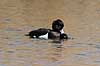  Aythya fuligula Utterslev Mose / Sj�lland   birds 