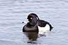  Aythya fuligula Utterslev Mose / Sj�lland   birds 
