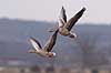 Gr�g�s. Gr�g�s flyver over engen ved Hornborgasj�n Anser anser Hornborgasj�n Sverige  fugle Egentlige andefugle, Anatidae, Anseriformes, g�s, g�s, flyvning, fugleflugt