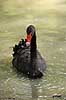  Cygnus atratus Knuthenborg Safari Park   birds 