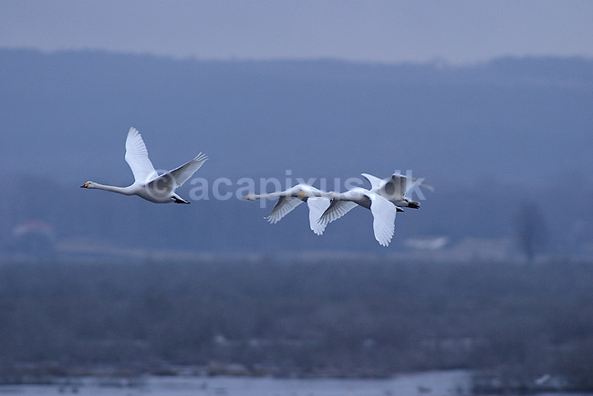Sangsvane. Sangsvaner flyver over engen ved Hornborgasj�n i morgengryet; Cygnus cygnus; Hornborgasj�n; Sverige; ; fugle; Egentlige andefugle, Anatidae, Anseriformes, svaner, flyvning, fugleflugt