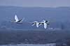 Sangsvane. Sangsvaner flyver over engen ved Hornborgasj�n i morgengryet Cygnus cygnus Hornborgasj�n Sverige  fugle Egentlige andefugle, Anatidae, Anseriformes, svaner, flyvning, fugleflugt